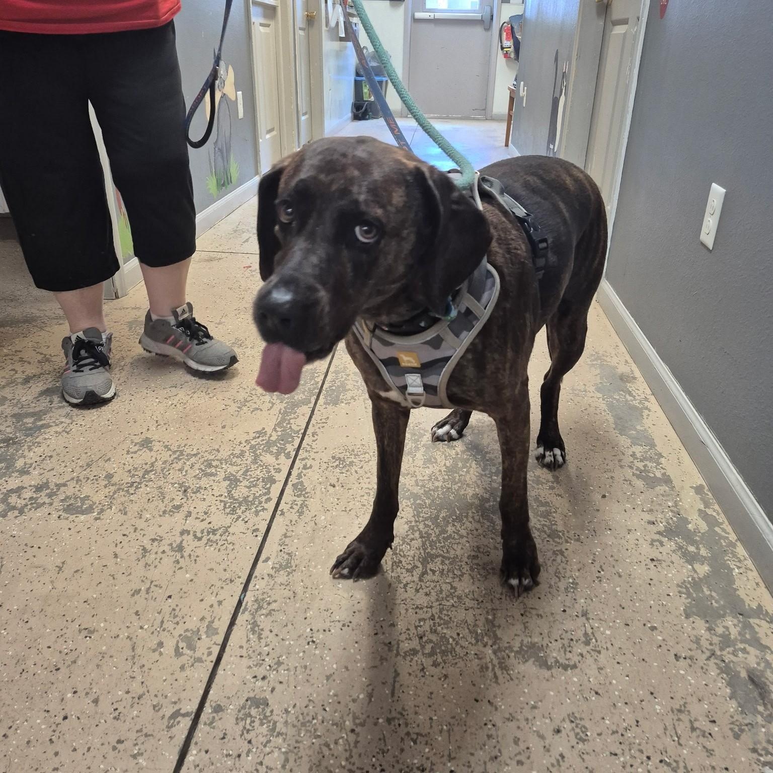 Enlarge Martha, an adoptable mixed breed in Saint Marys, PA image 2/2