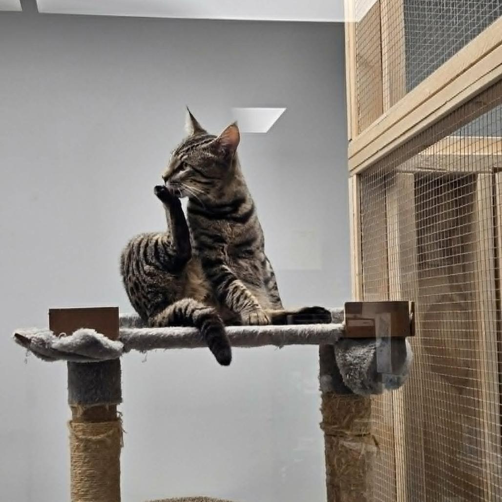 Groot, Adoptable, Young Male Domestic Short Hair.