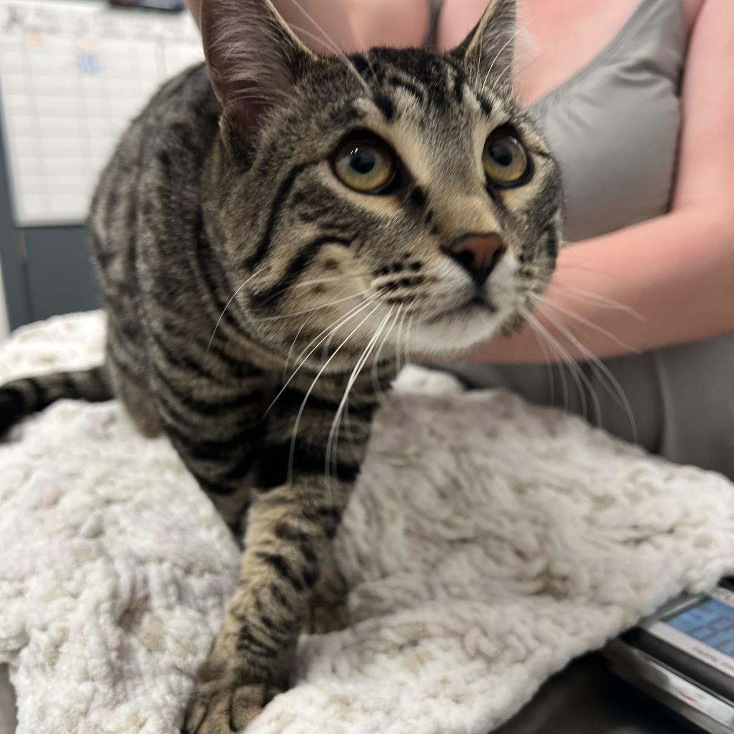 Groot, Adoptable, Young Male Domestic Short Hair.