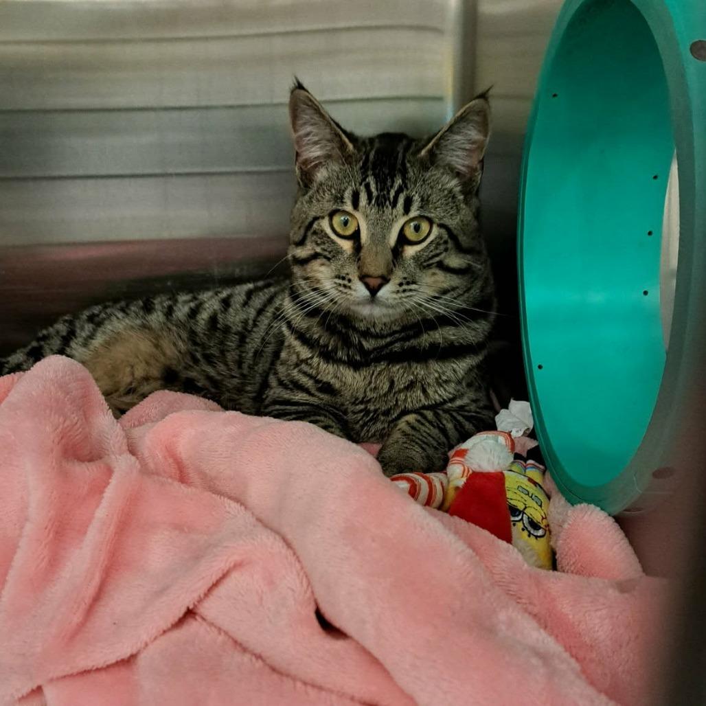 Enlarge Groot, a Adoptable Domestic Short Hair in Abbotsford, BC image 2/3