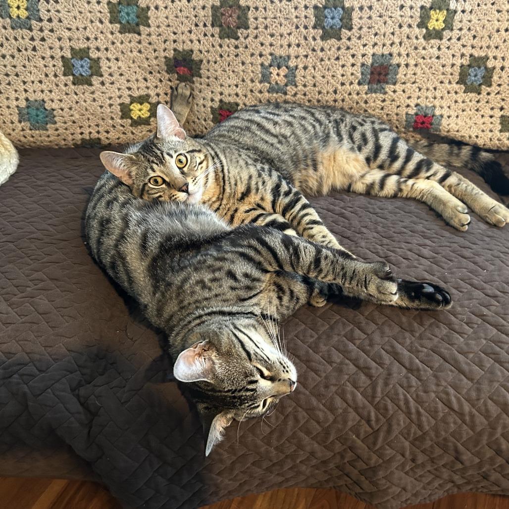Groot, a Adoptable Domestic Short Hair in Abbotsford, BC image 2/6
