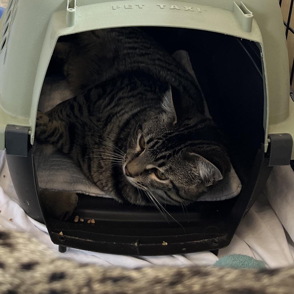 Enlarge Groot, a Adoptable Domestic Short Hair in Abbotsford, BC image 3/3