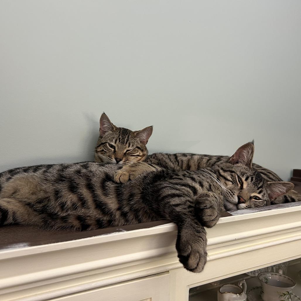 Groot, a Adoptable Domestic Short Hair in Abbotsford, BC image 6/6