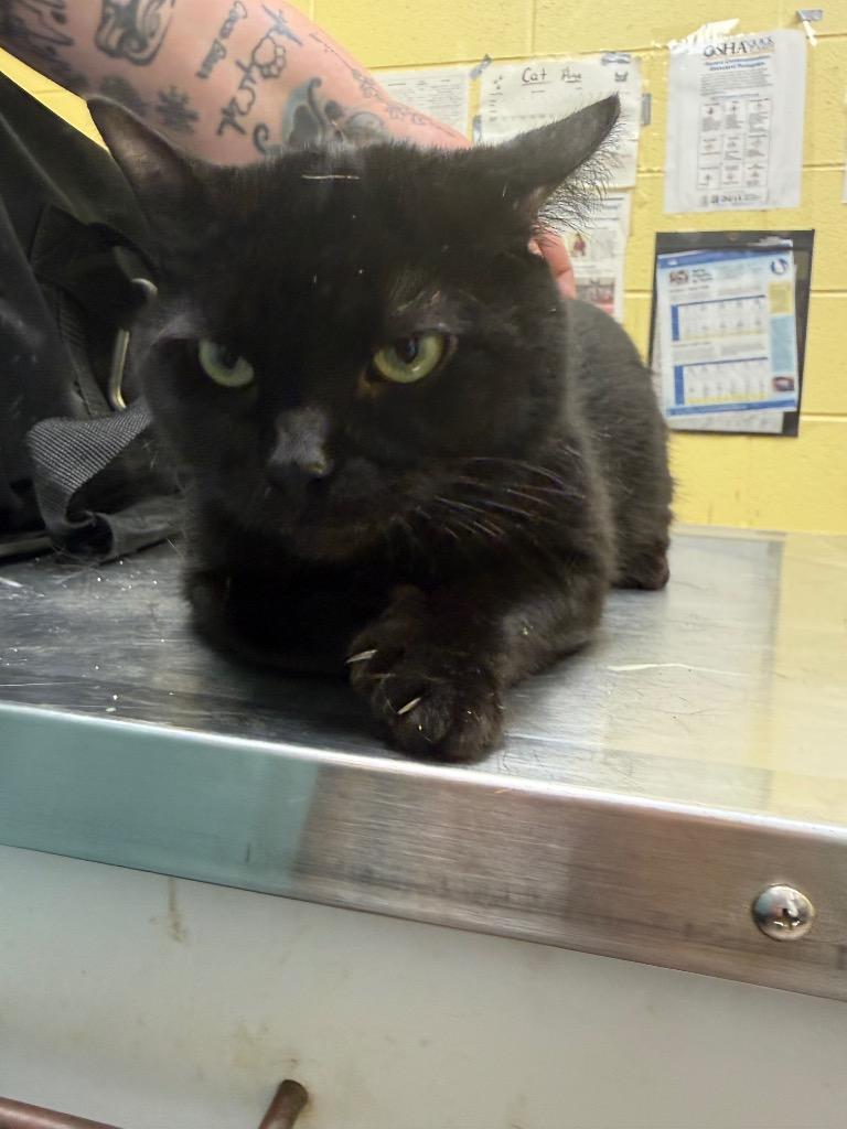 KYLO (NEUTERED), Adopted, Adult Male Domestic Short Hair.