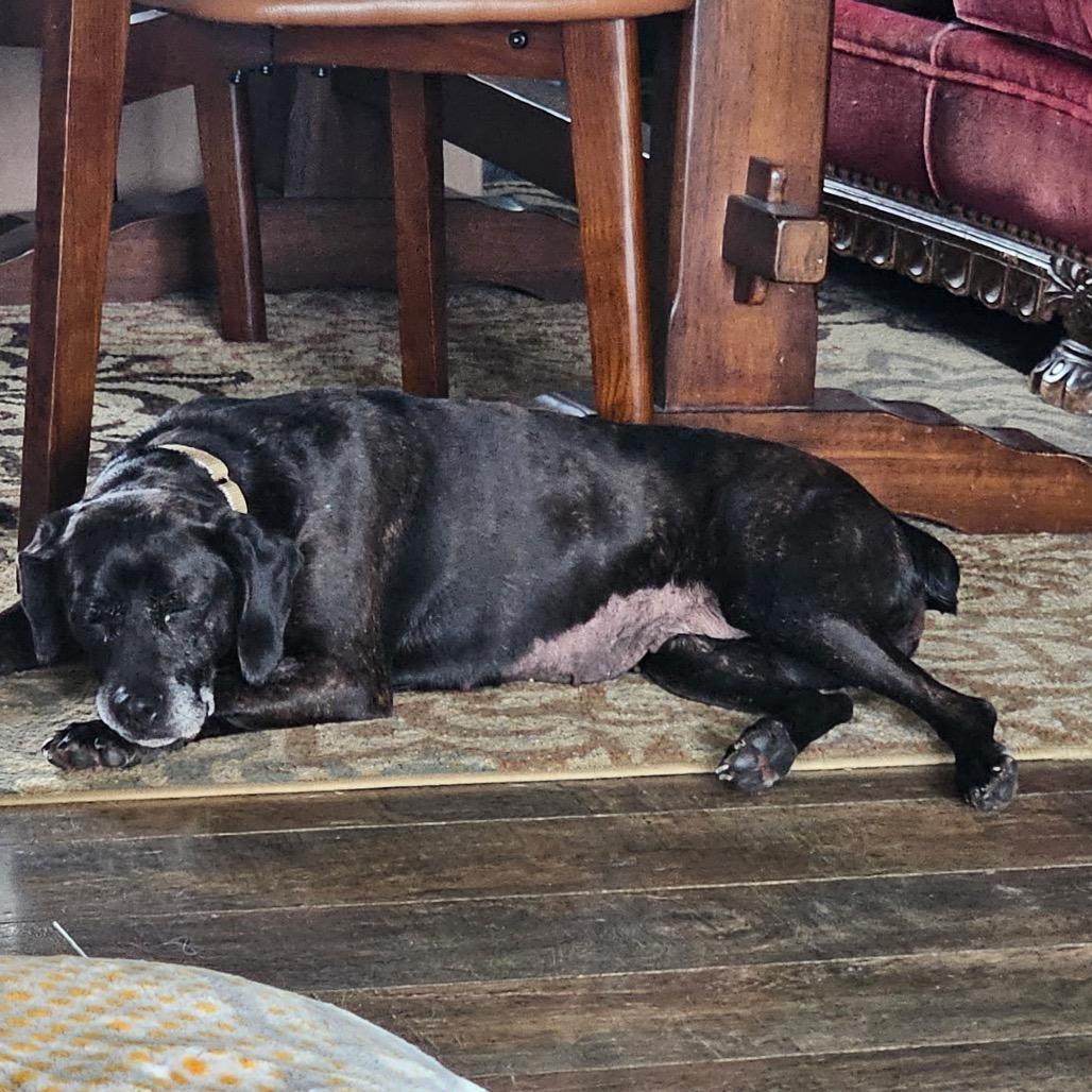 Sally Girl, Adoptable, Adult Female German Shorthaired Pointer & Mixed Breed.