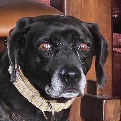 Enlarge Sally Girl, a Adoptable mixed breed in Springboro, OH image 2/4