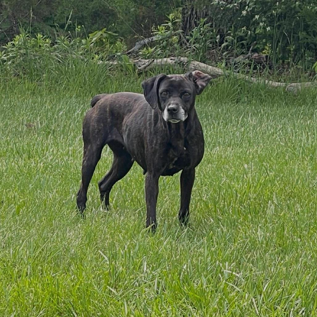 Enlarge Sally Girl, a Adoptable mixed breed in Springboro, OH image 3/4