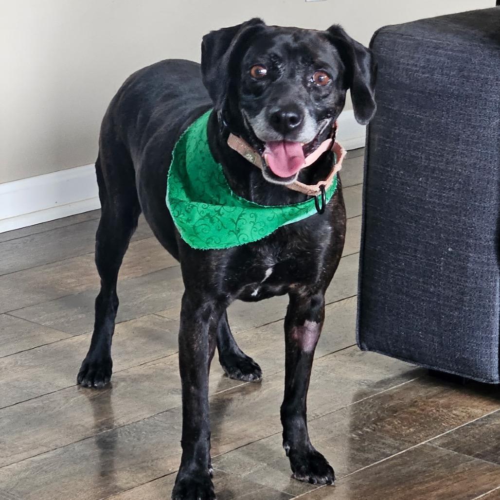 Enlarge Sally Girl, a Adoptable mixed breed in Springboro, OH image 4/4