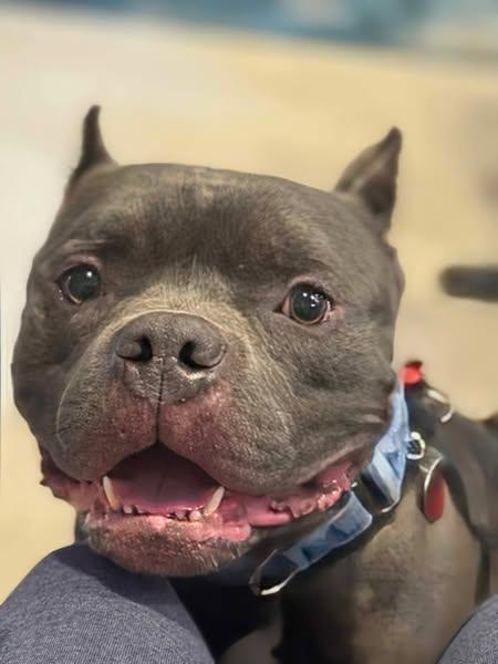 Hoover (Henry), a Adoptable Pit Bull Terrier in greenwood, IN image 5/5