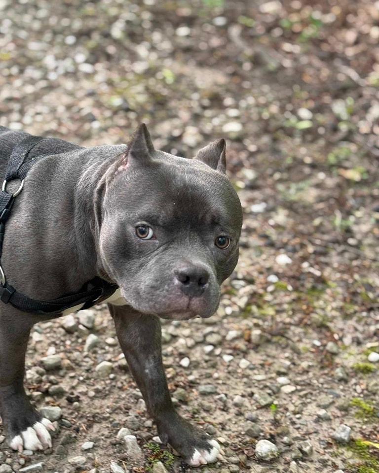 Hoover (Henry), Adoptable, Adult Male Pit Bull Terrier.