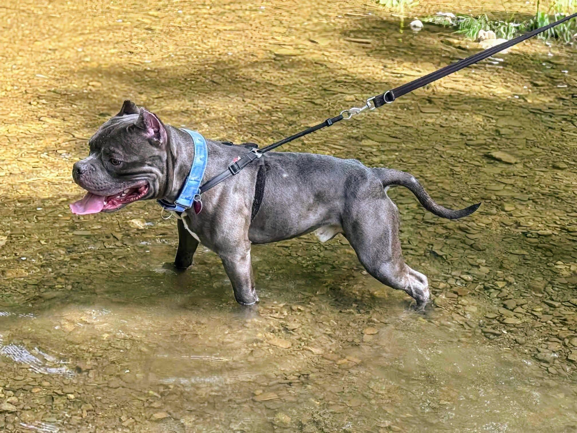 Hoover (Henry), a Adoptable Pit Bull Terrier in greenwood, IN image 2/5