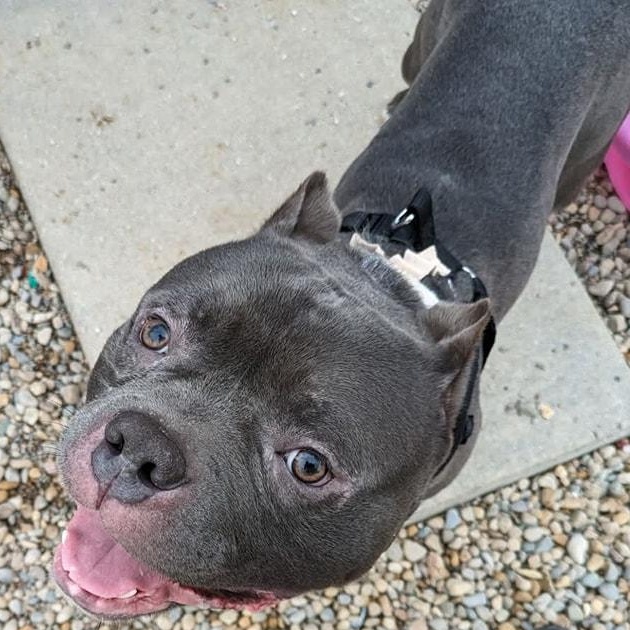 Hoover (Henry), a Adoptable Pit Bull Terrier in greenwood, IN image 3/5