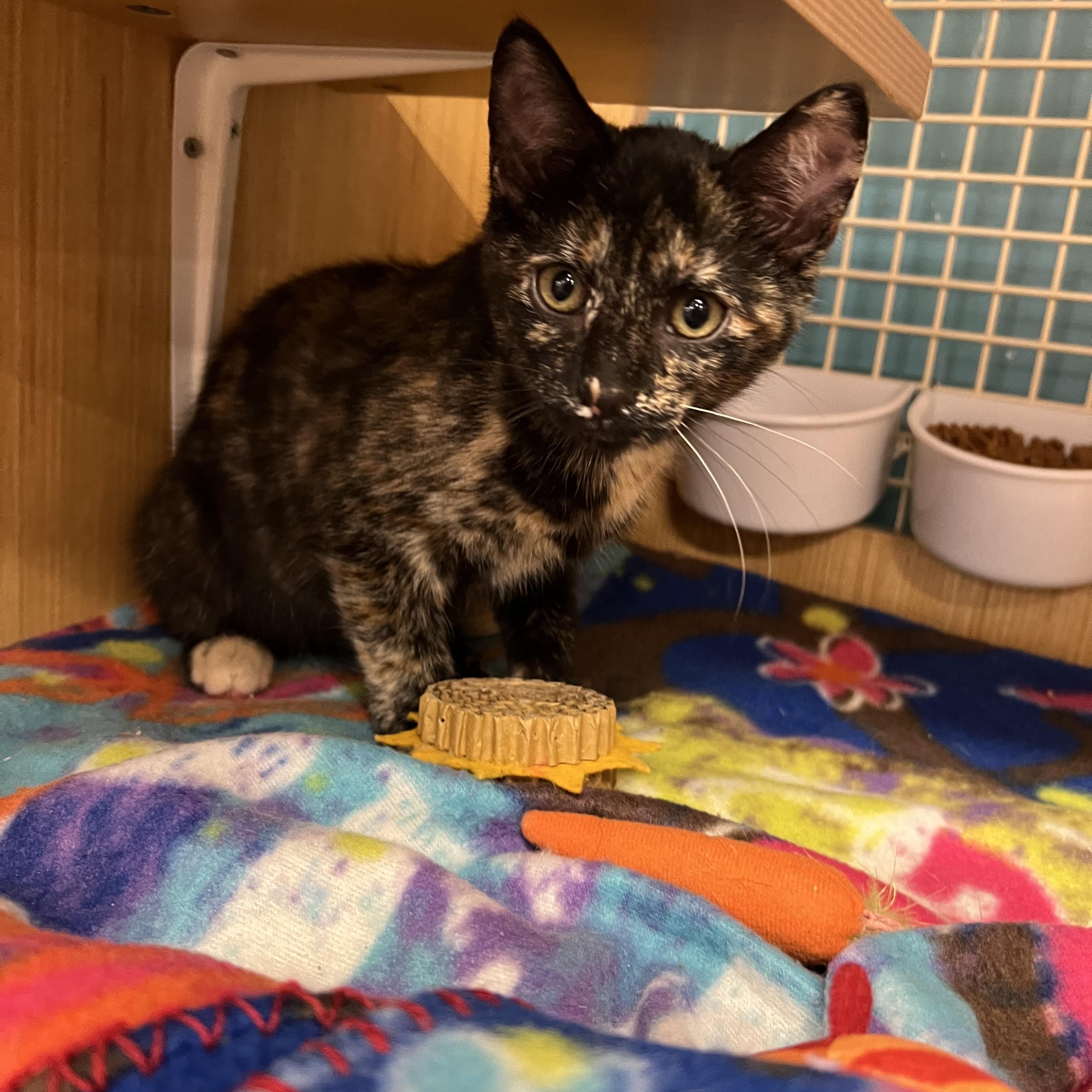 Mia & Mindy, an adopted Domestic Short Hair in Manhattan, KS image 4/4