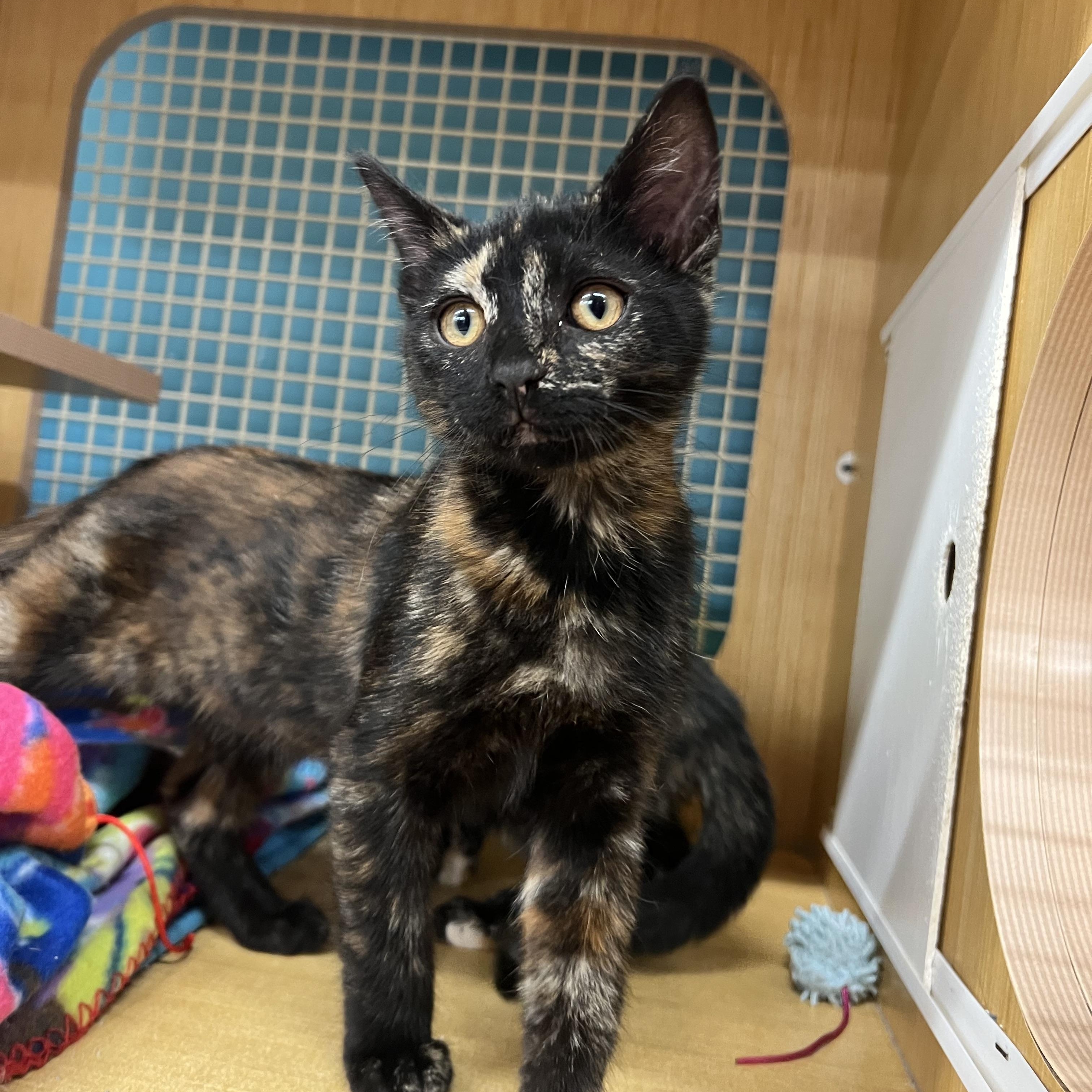Mia & Mindy, an adopted Domestic Short Hair in Manhattan, KS image 2/4