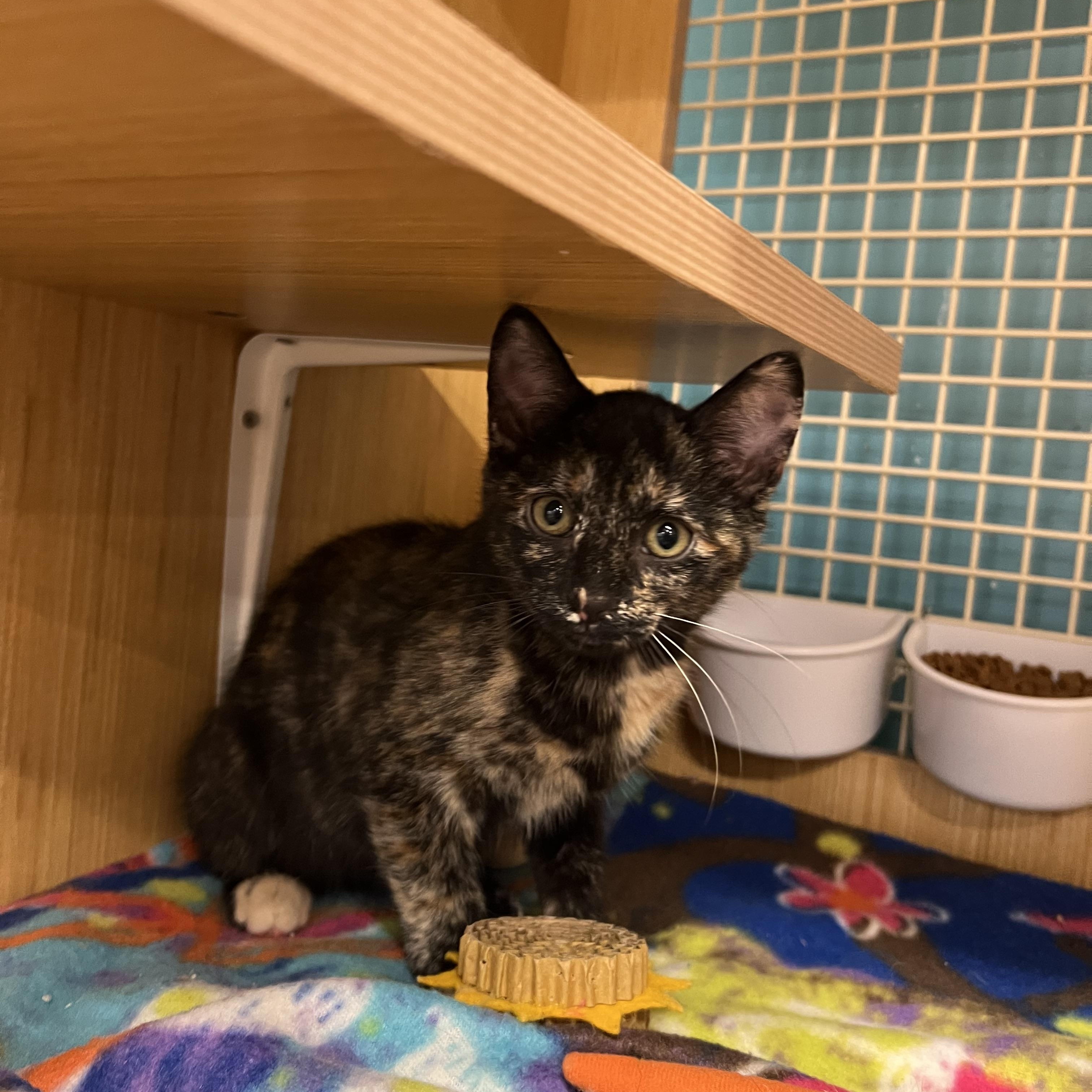 Mia & Mindy, an adopted Domestic Short Hair in Manhattan, KS image 3/4