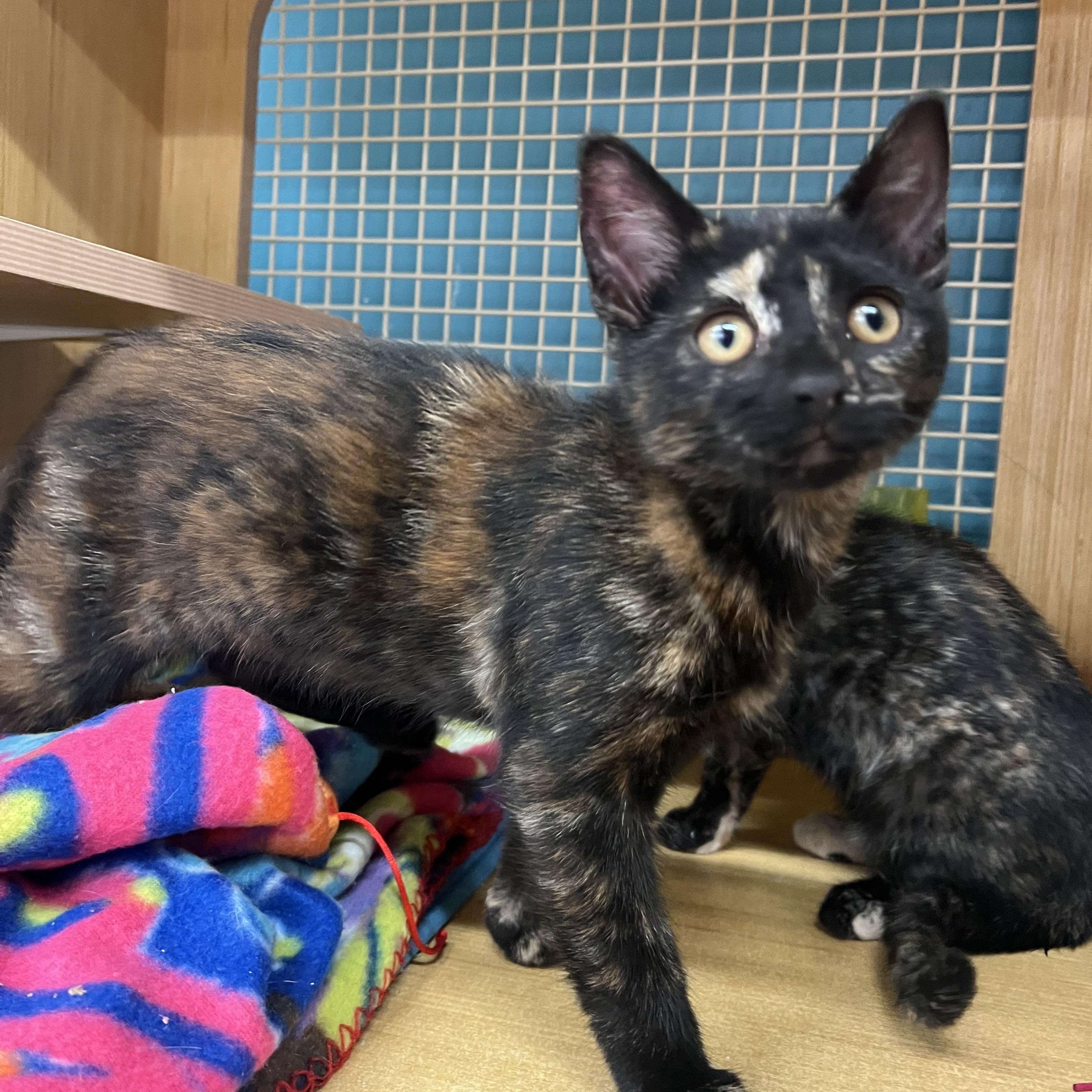 Mia & Mindy, an adopted Domestic Short Hair in Manhattan, KS image 1/4