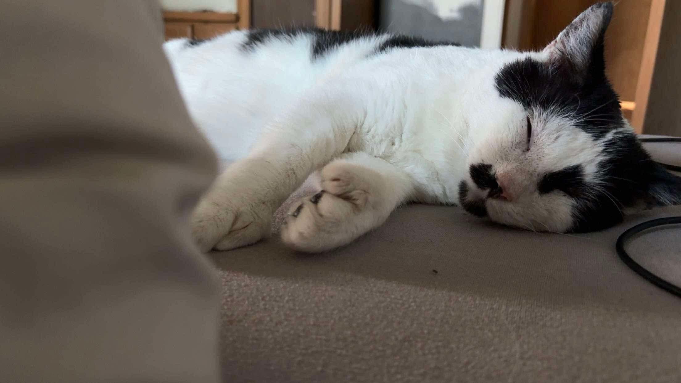 Enlarge Domino, a Adoptable Domestic Short Hair in Winnipeg, MB image 2/3