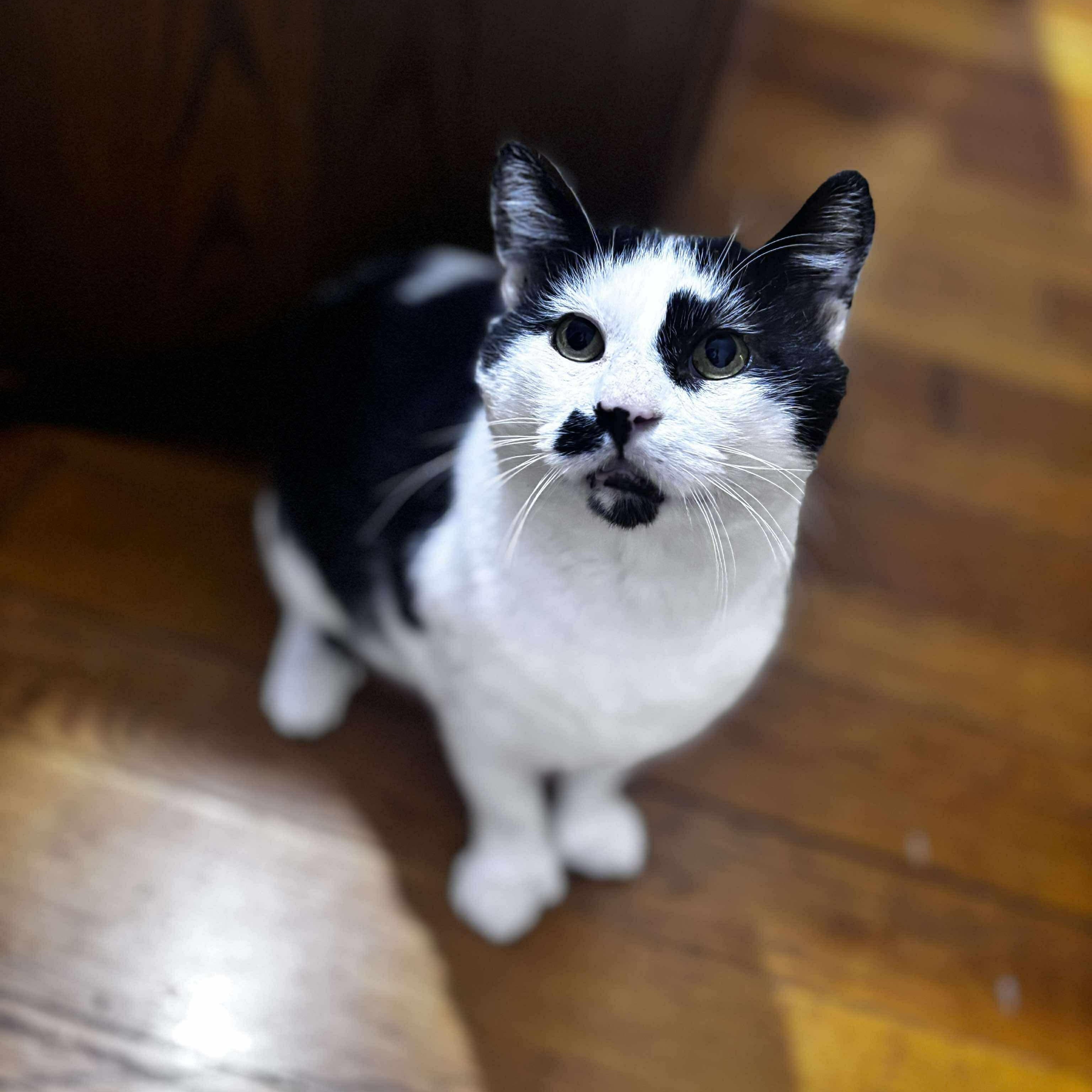 Enlarge Domino, a Adoptable Domestic Short Hair in Winnipeg, MB image 1/3