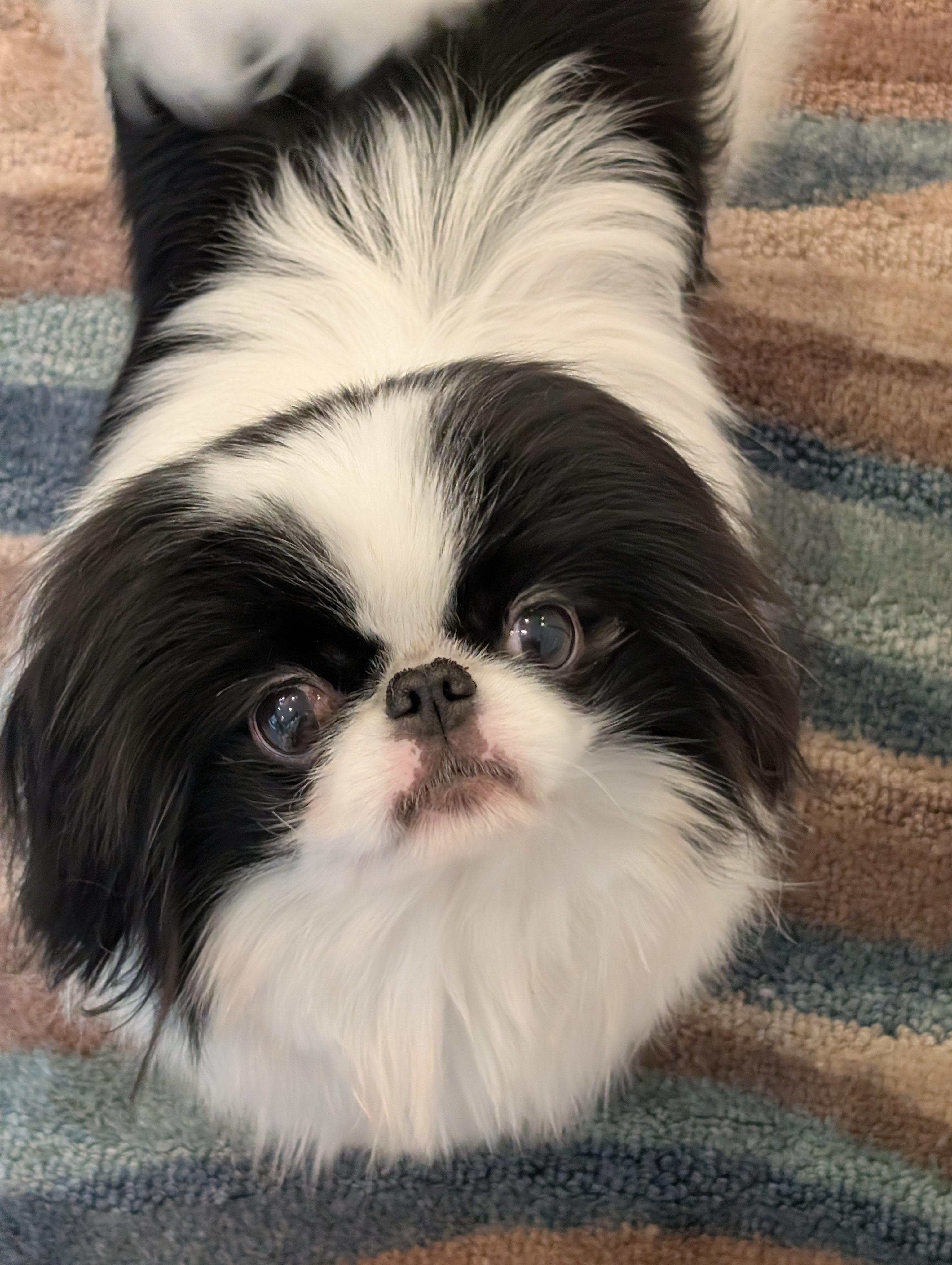 Enlarge Mai Mai, a ADOPTABLE Japanese Chin in Greensboro, NC image 1/6