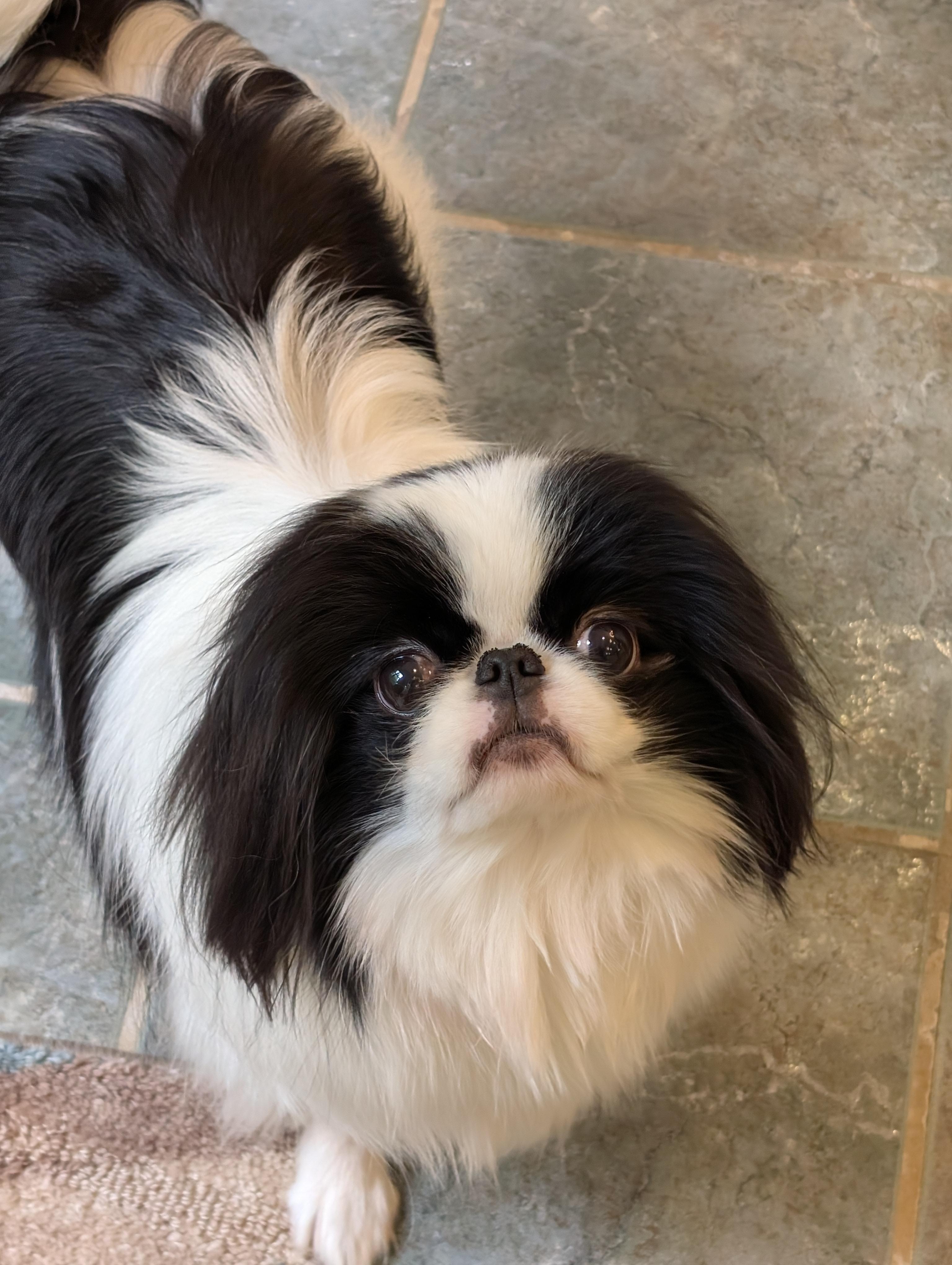Enlarge Mai Mai, a ADOPTABLE Japanese Chin in Greensboro, NC image 4/6