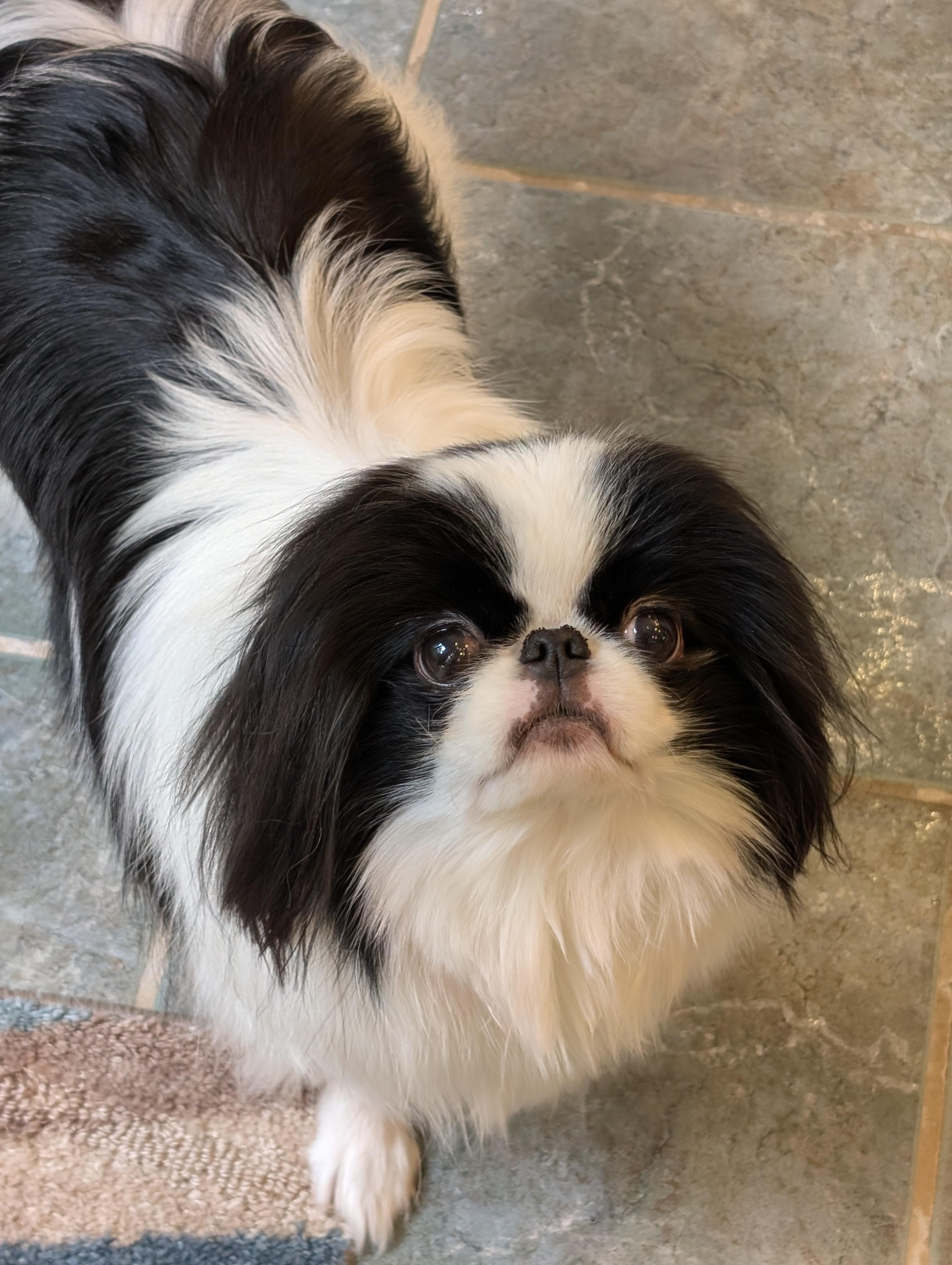 Enlarge Mai Mai, a ADOPTABLE Japanese Chin in Greensboro, NC image 2/6