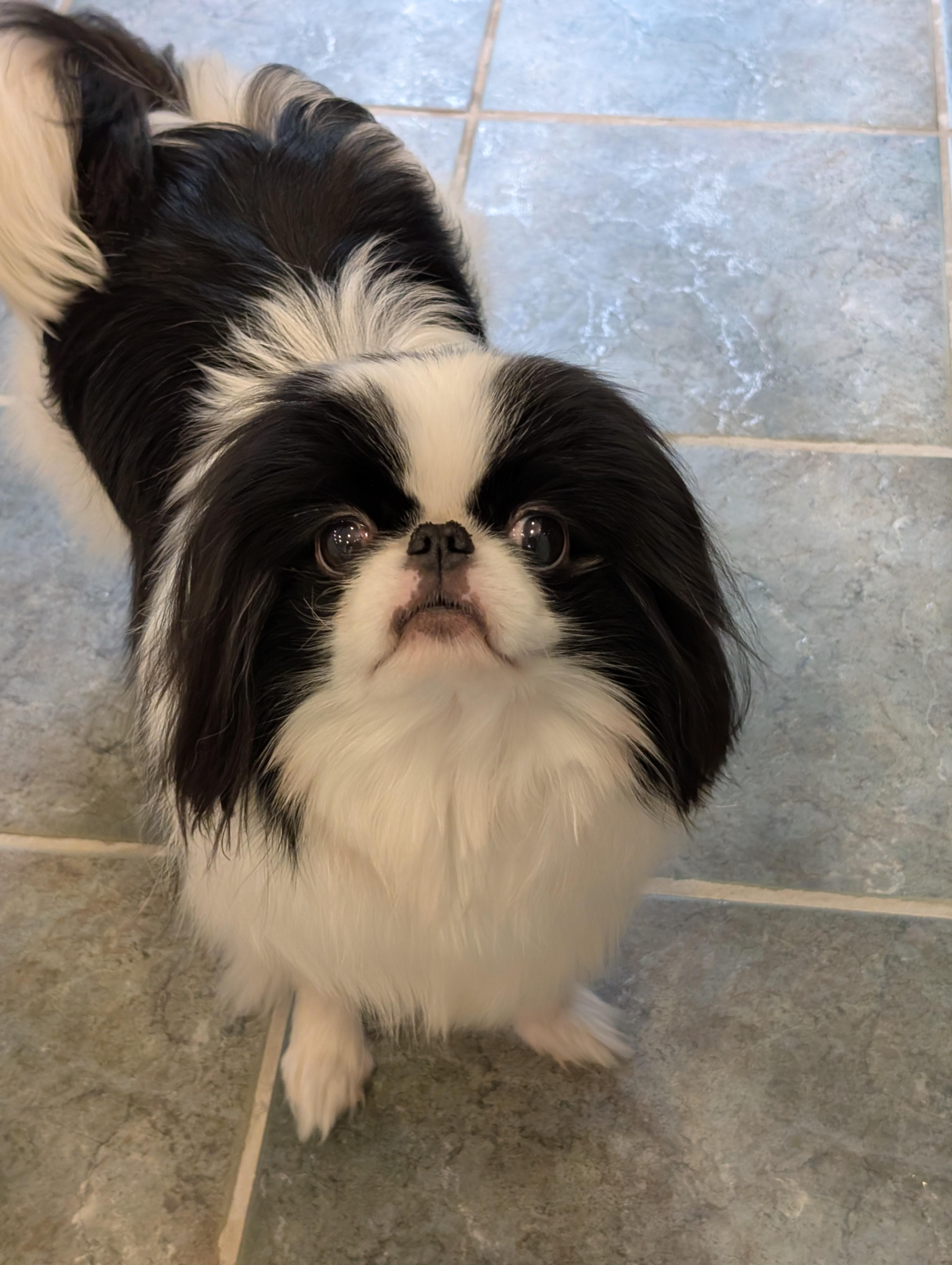 Enlarge Mai Mai, a ADOPTABLE Japanese Chin in Greensboro, NC image 6/6