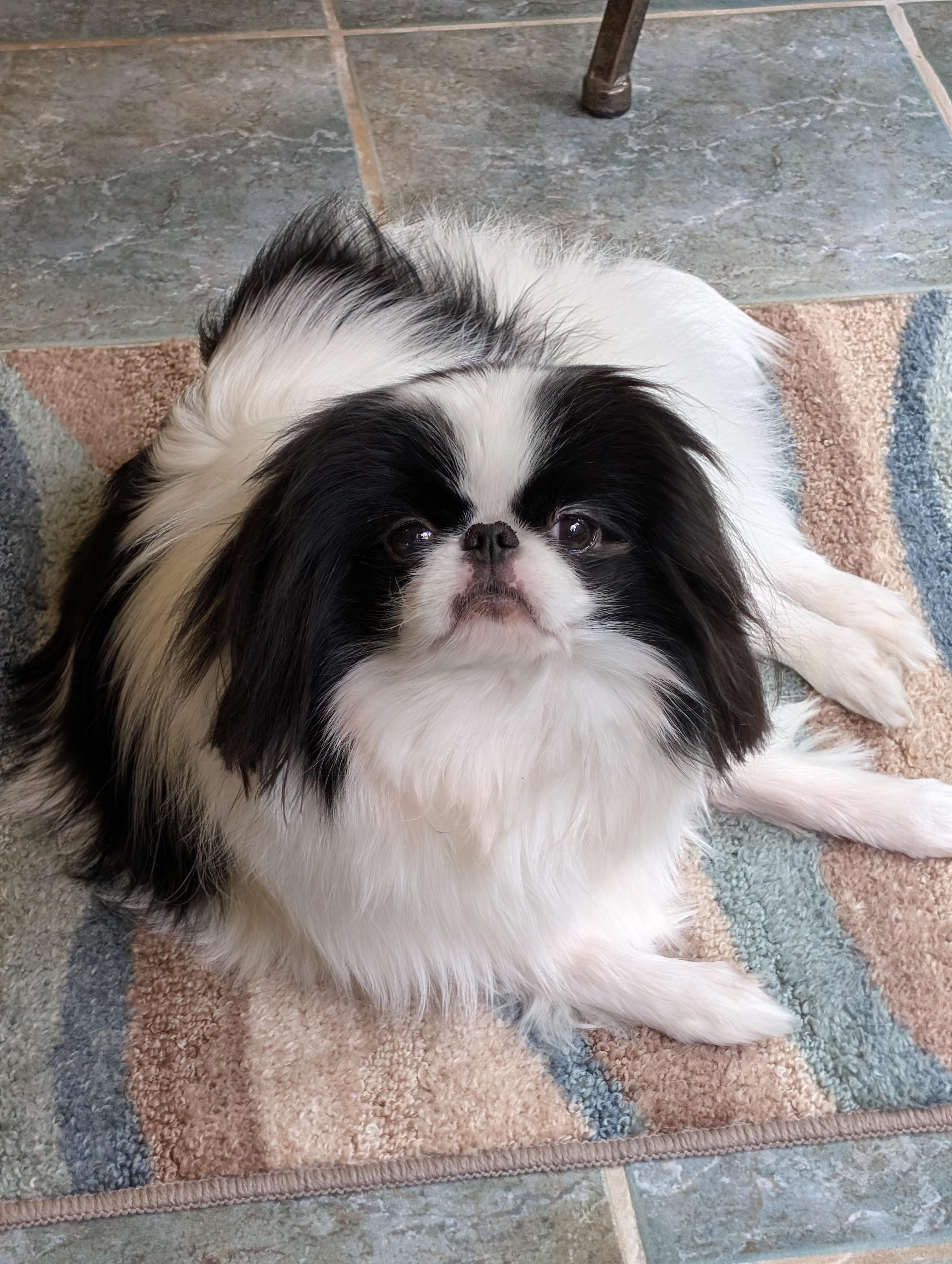Enlarge Mai Mai, a ADOPTABLE Japanese Chin in Greensboro, NC image 5/6