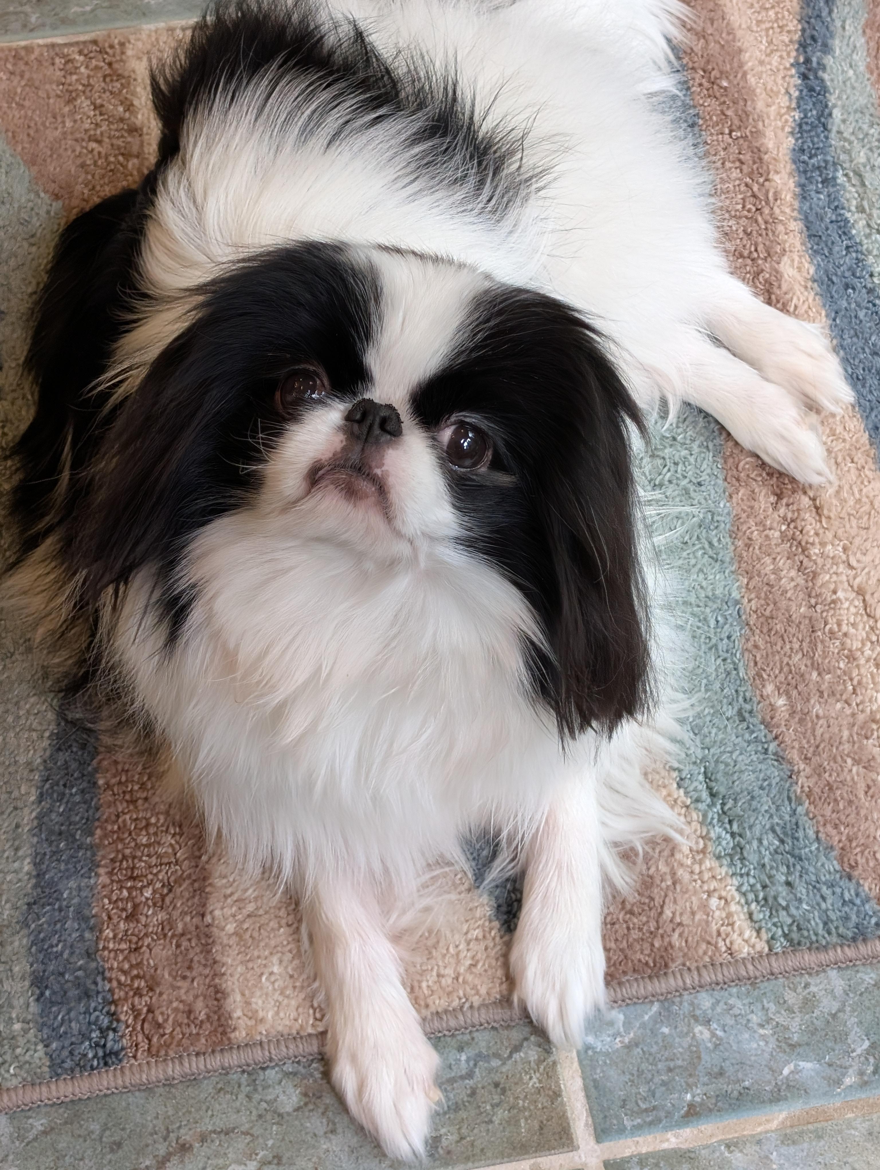 Enlarge Mai Mai, a ADOPTABLE Japanese Chin in Greensboro, NC image 3/6