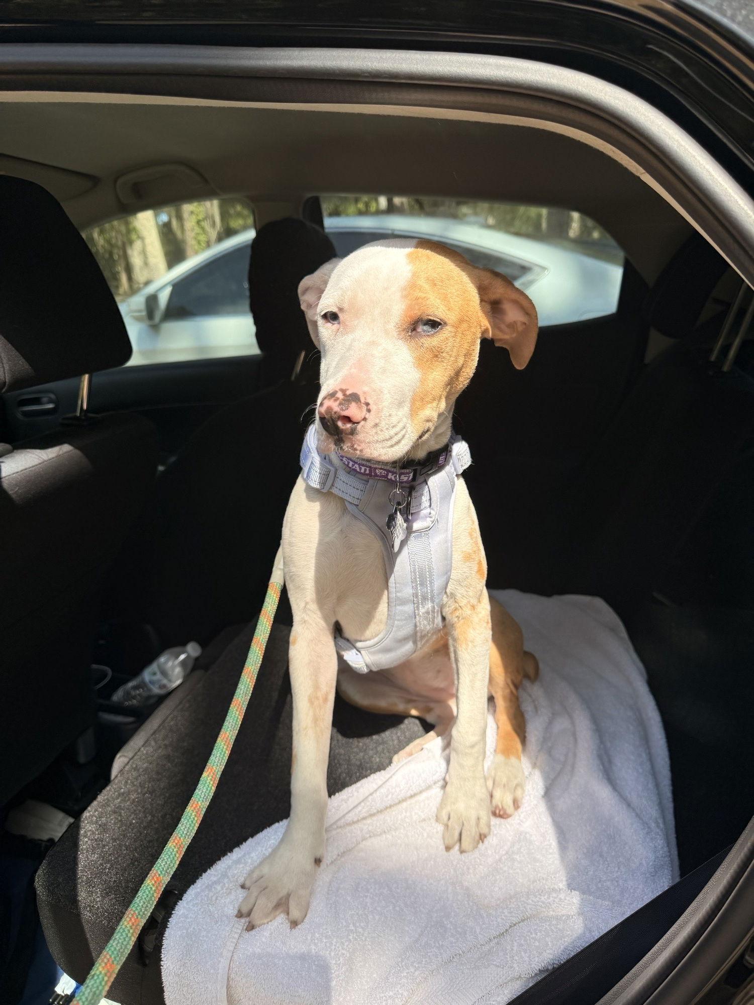 Enlarge Dragon, a Adoptable Catahoula Leopard Dog in Sanford, FL image 1/6