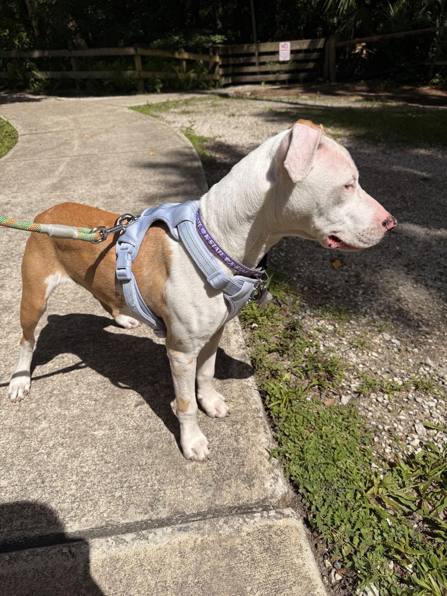Enlarge Dragon, a Adoptable Catahoula Leopard Dog in Sanford, FL image 1/3