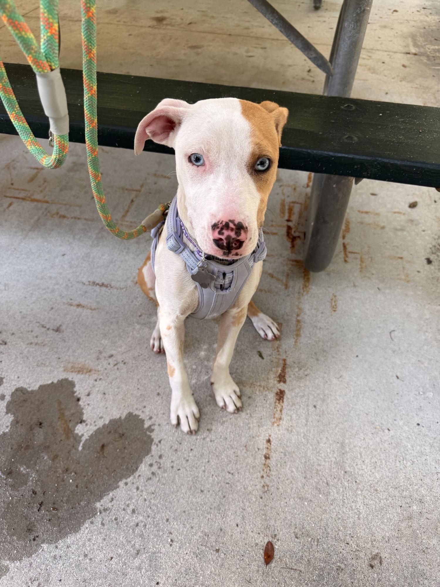 Enlarge Dragon, a Adoptable Catahoula Leopard Dog in Sanford, FL image 6/6