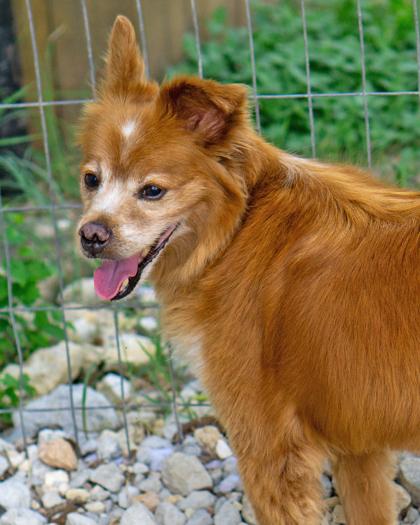 Gary, a Adoptable Mixed Breed in Leander, TX image 1/3