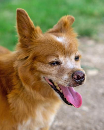 Gary, Adoptable, Senior Male Mixed Breed & Mixed Breed.