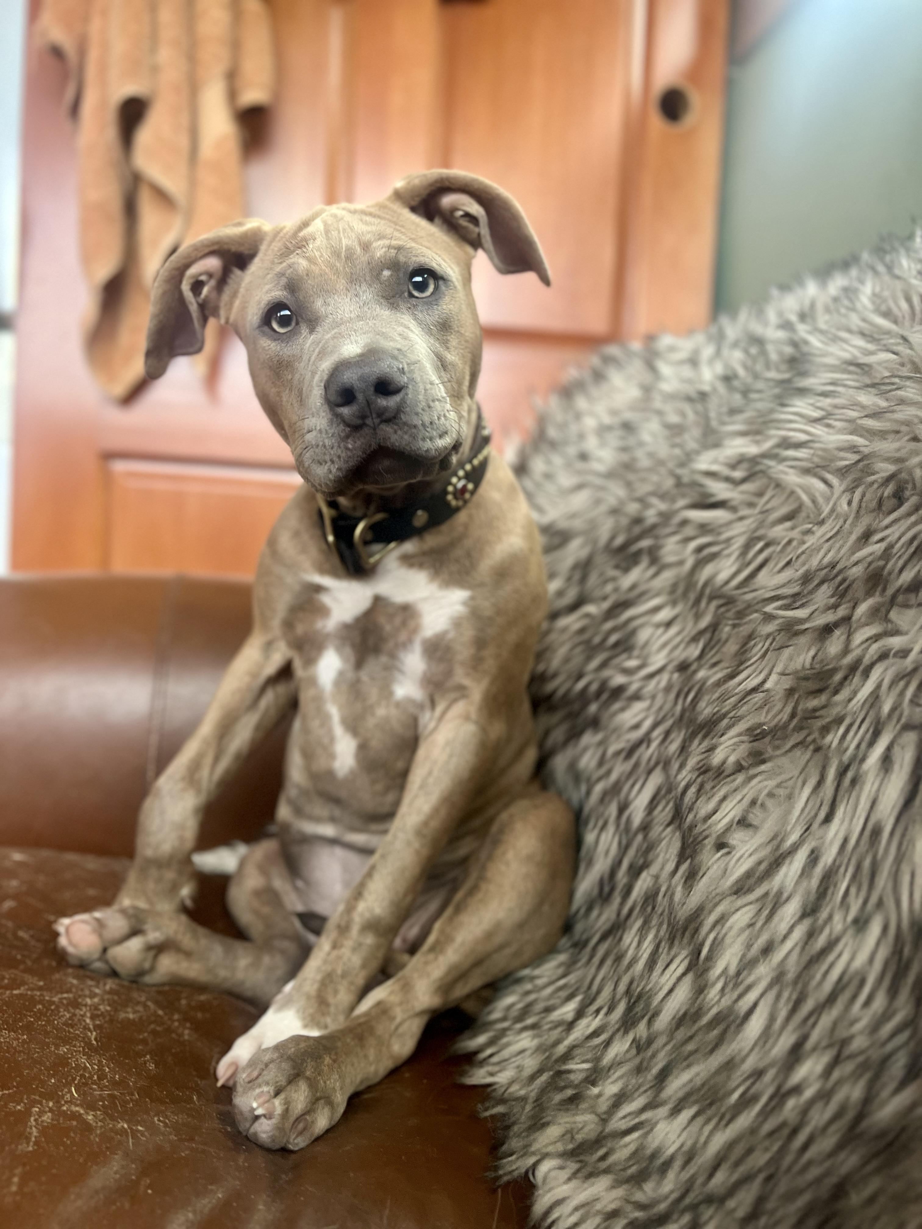 CHICA, Adoptable, Puppy Female American Bully.