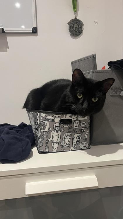 Robin, Adoptable, Adult Male Domestic Short Hair & Domestic Short Hair.