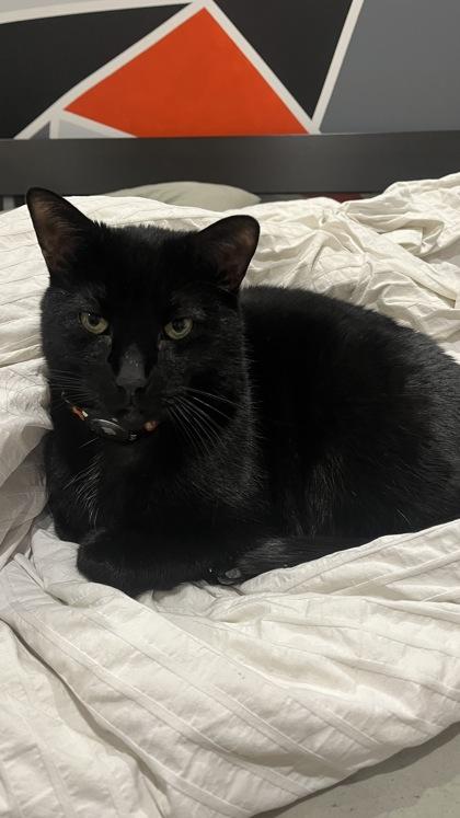 Enlarge Robin, a Adoptable mixed breed in Montreal, QC image 2/3