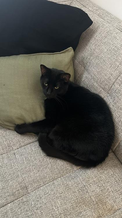 Enlarge Robin, a Adoptable mixed breed in Montreal, QC image 3/3