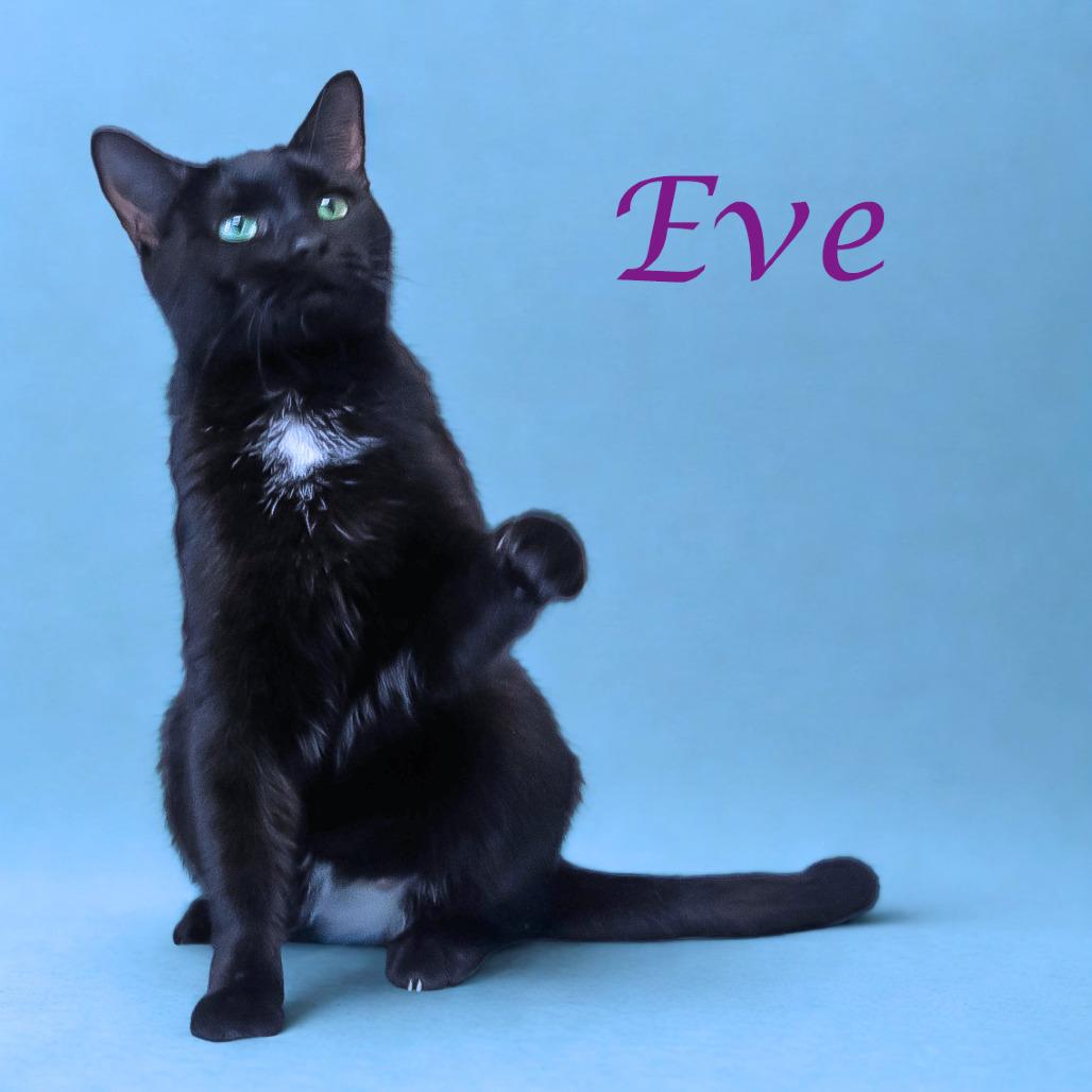 Eve C25-297, Adoptable, Adult Female Domestic Short Hair.