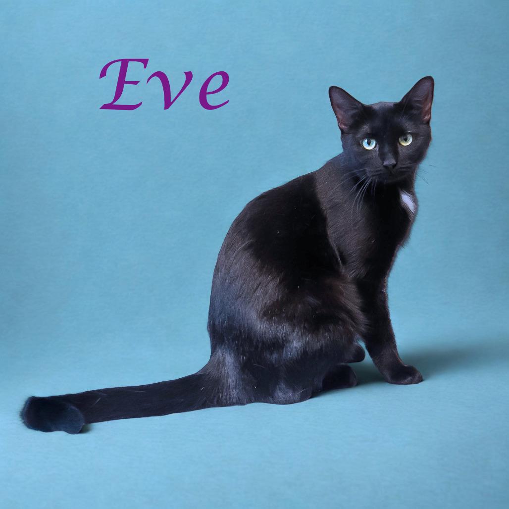 Enlarge Eve C25-297, a Adoptable Domestic Short Hair in Lebanon, TN image 2/6