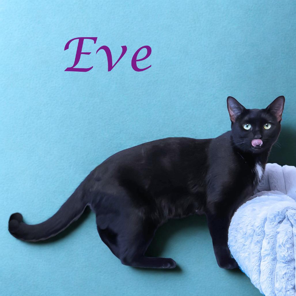Enlarge Eve C25-297, a Adoptable Domestic Short Hair in Lebanon, TN image 3/6