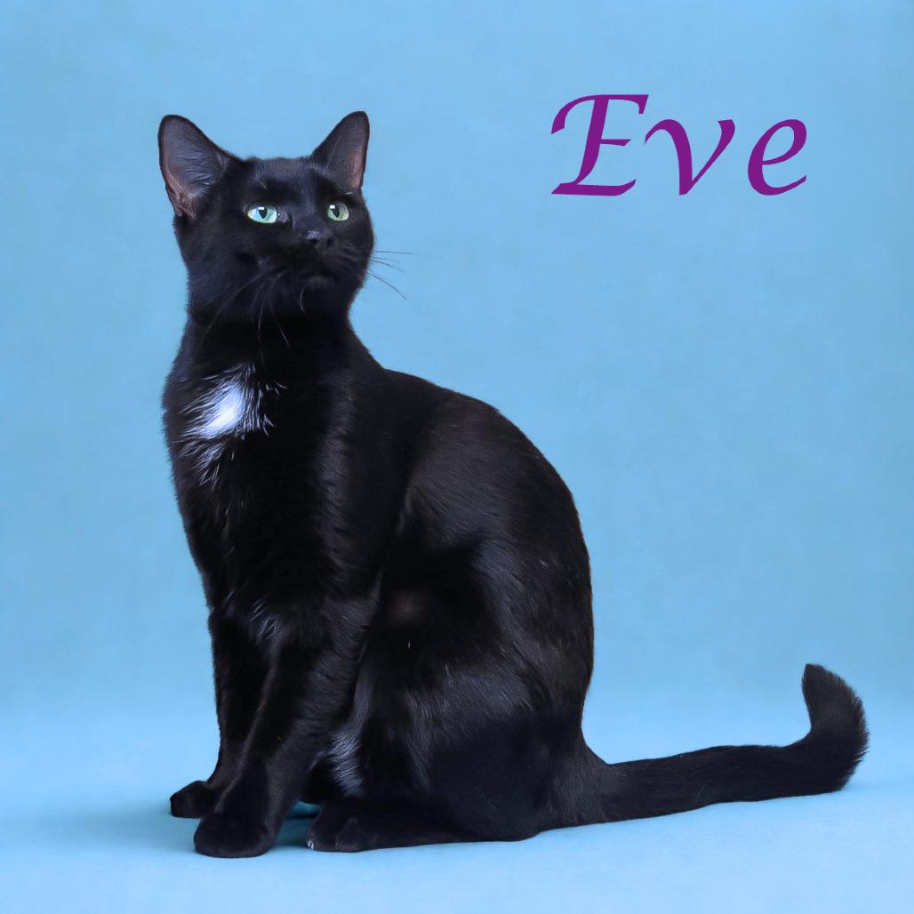 Enlarge Eve C25-297, a Adoptable Domestic Short Hair in Lebanon, TN image 6/6