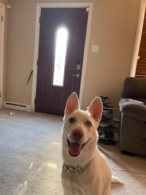 Salty, Adoptable, Adult Female Siberian Husky.