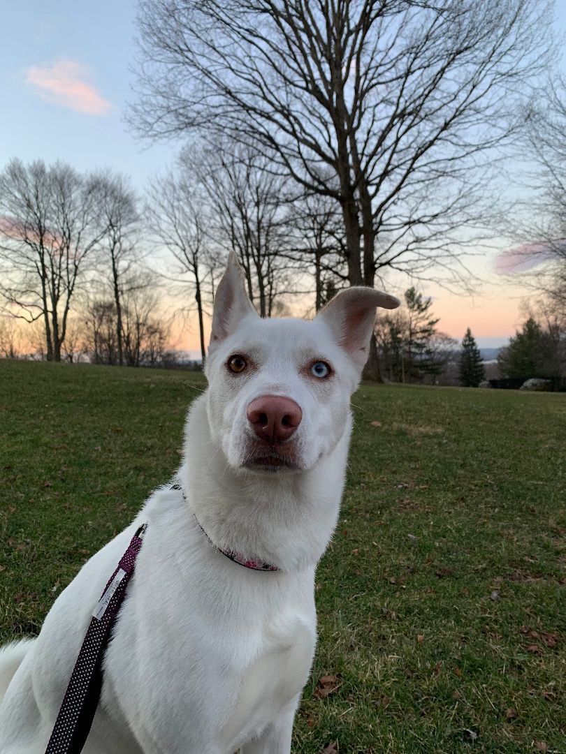 Enlarge Salty, a Adoptable mixed breed in Media, PA image 2/15