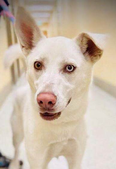 Enlarge Salty, a Adoptable mixed breed in Media, PA image 3/15