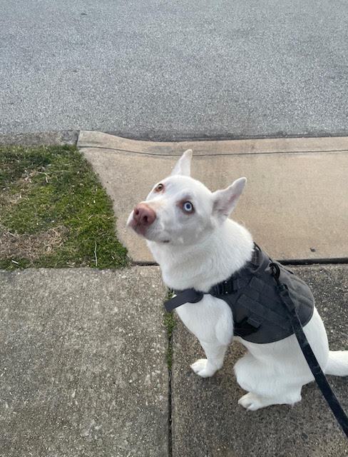 Enlarge Salty, a Adoptable mixed breed in Media, PA image 5/15