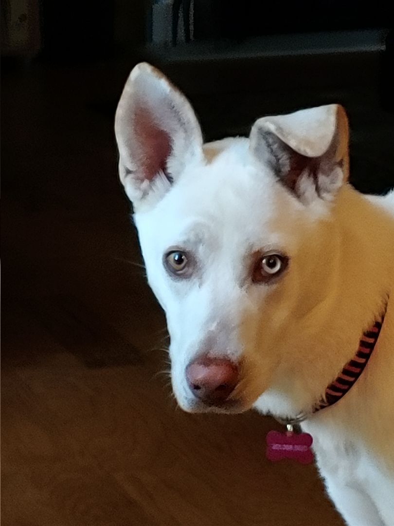 Enlarge Salty, a Adoptable mixed breed in Media, PA image 6/15