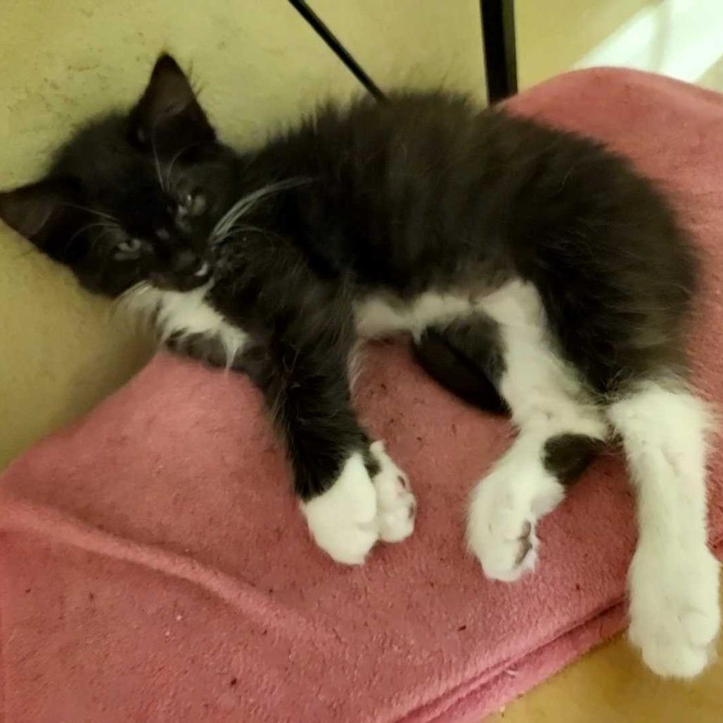 Gregory (Greg), Adoptable, Kitten Male Domestic Short Hair.