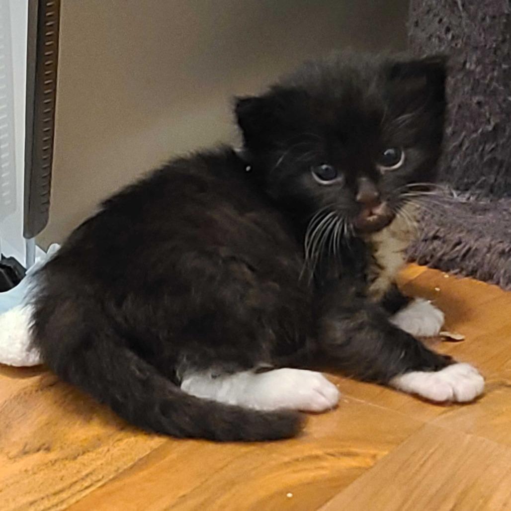 Gregory (Greg), a Adoptable Domestic Short Hair in Tallahassee, FL image 2/2