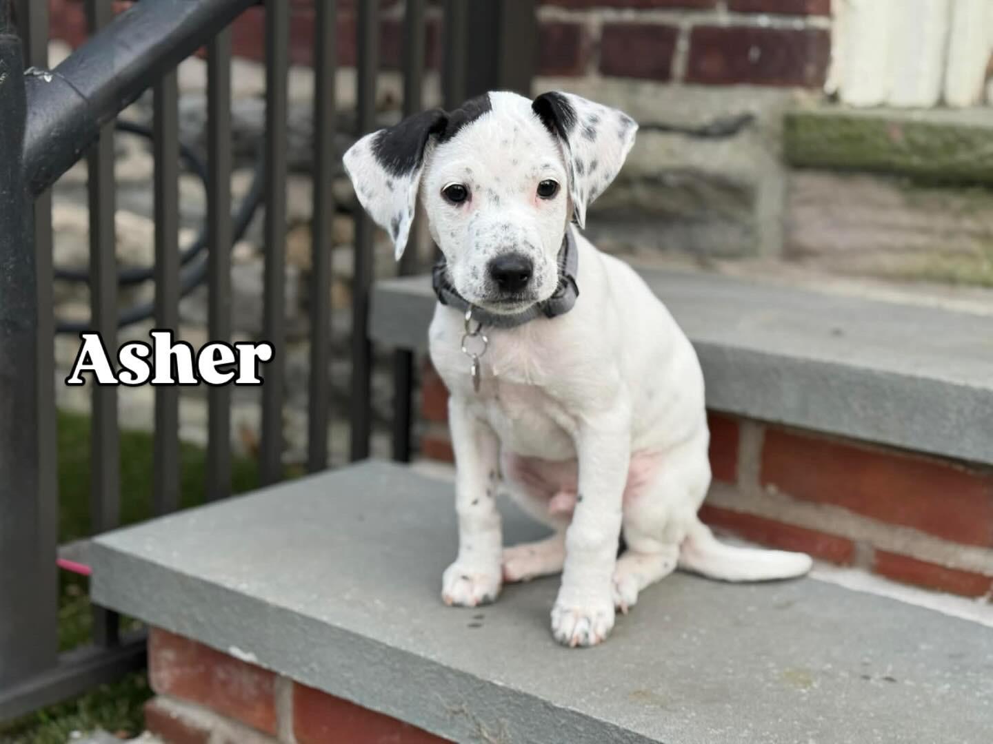 Asher, ADOPTABLE, Puppy Male Labrador Retriever & Pointer.