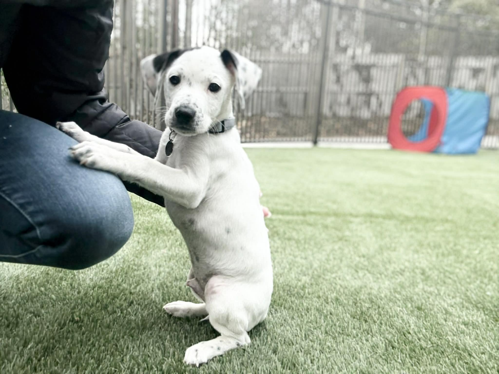 Asher, a ADOPTABLE mixed breed in Hatfield, PA image 4/4